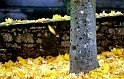 feuille vol